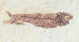 Pair Of Small Knightia Fossil Fish - Wyoming #60794-2